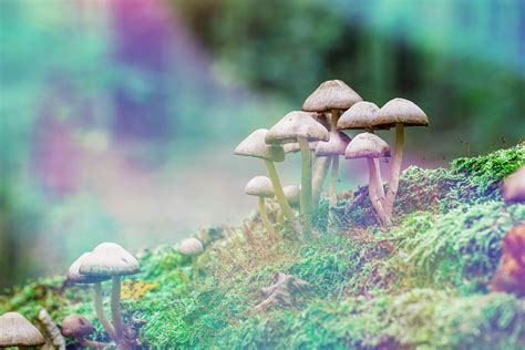 Where can i find magic mushrooms in california
